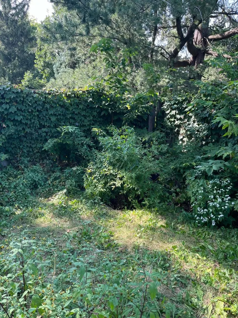 Overgrown Shrub Clearing — before
