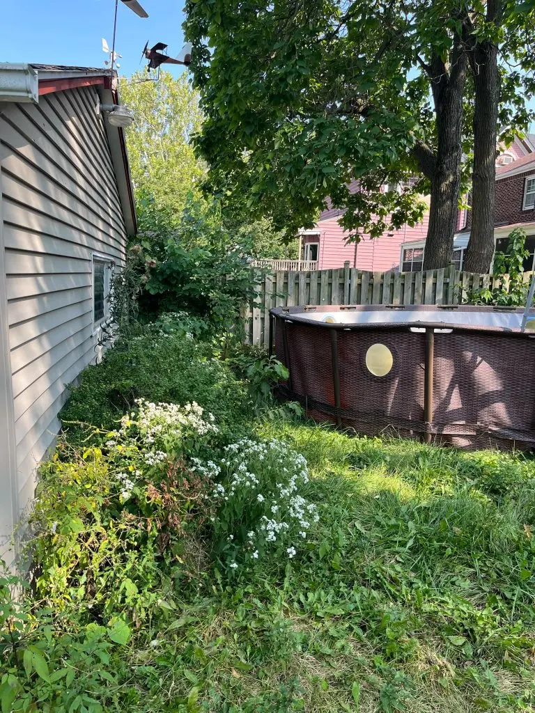 Side Yard Overgrowth — before